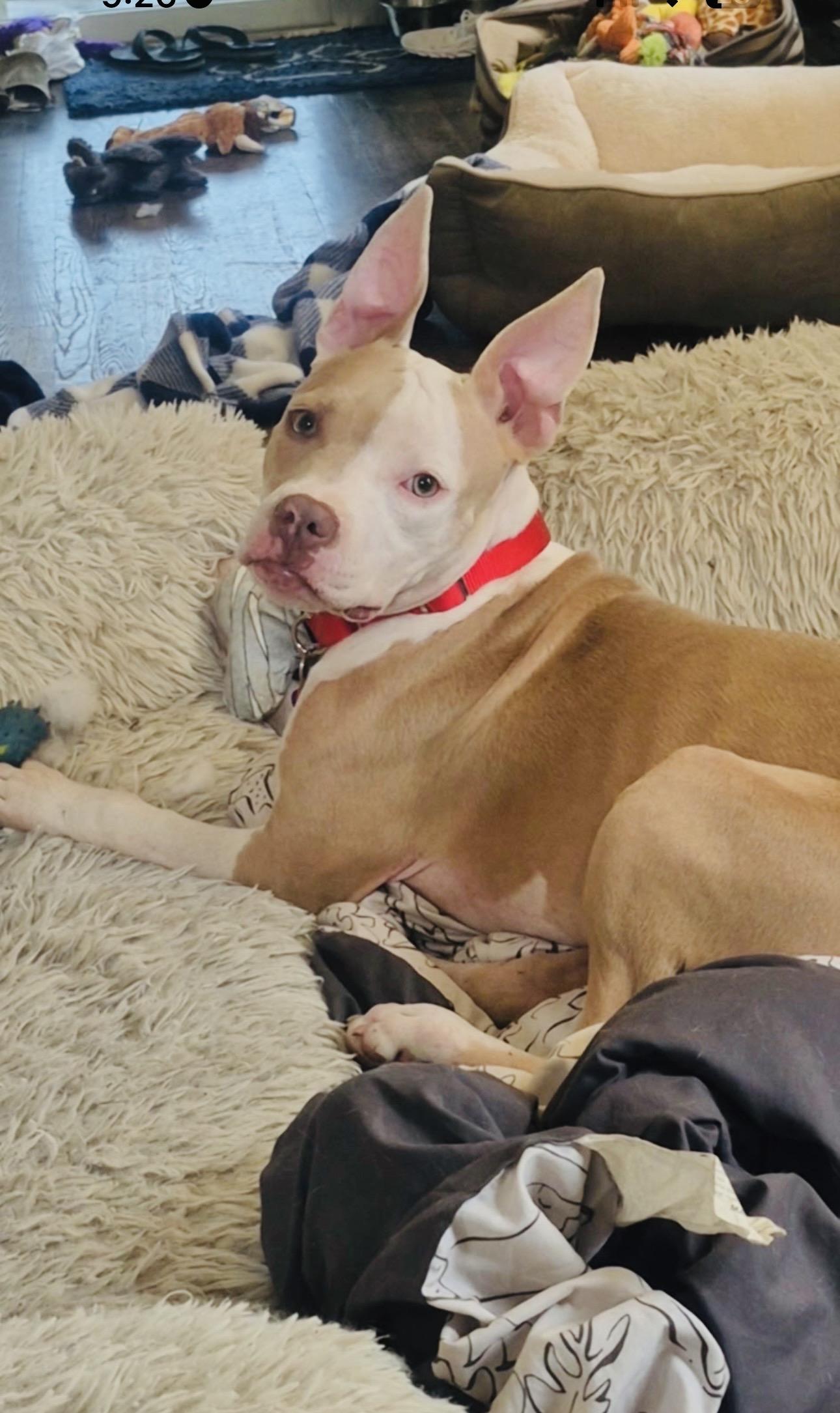 Enlarge Carly, a Adoptable mixed breed in Youngstown, OH image 2/6