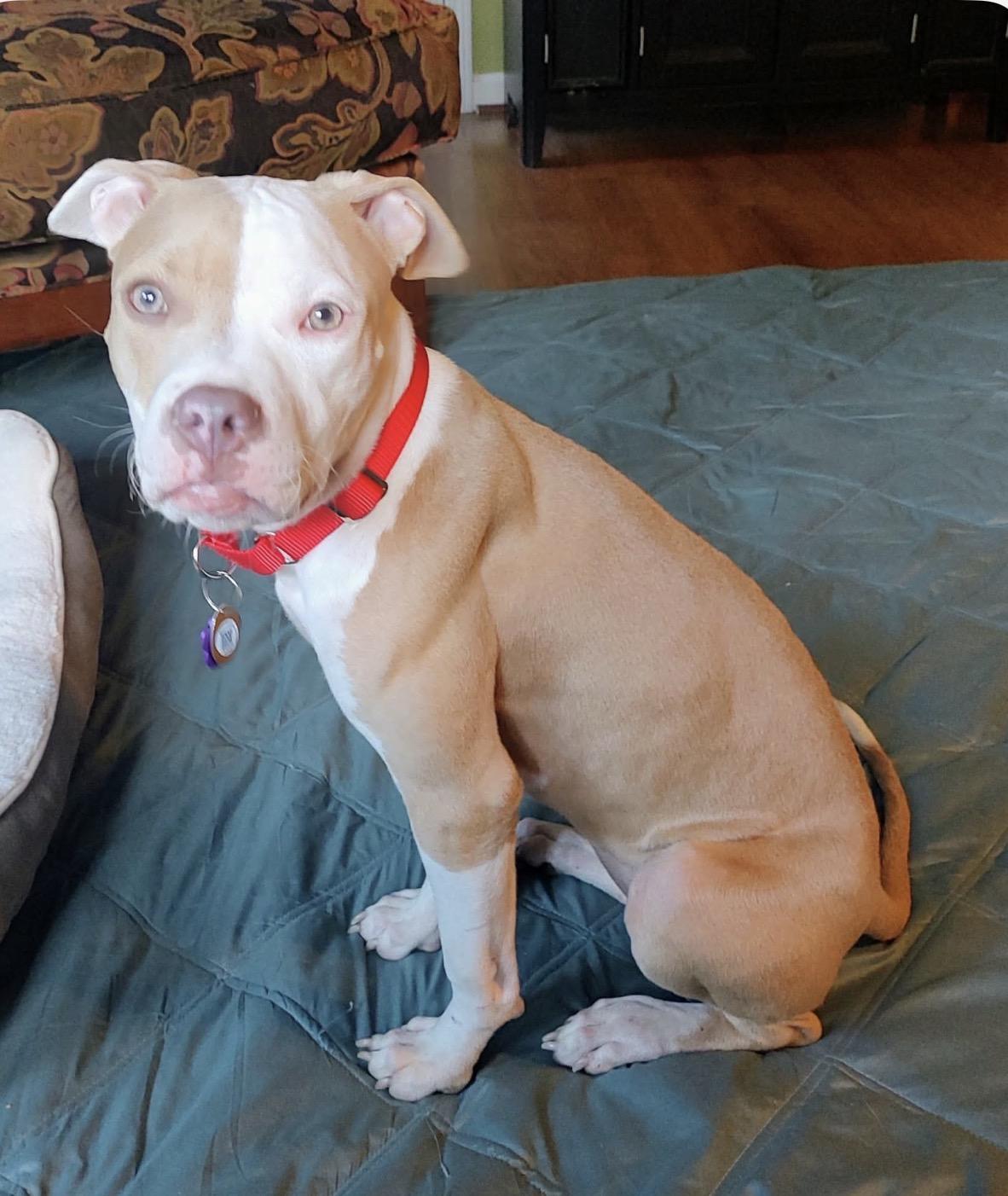 Enlarge Carly, a Adoptable mixed breed in Youngstown, OH image 4/6