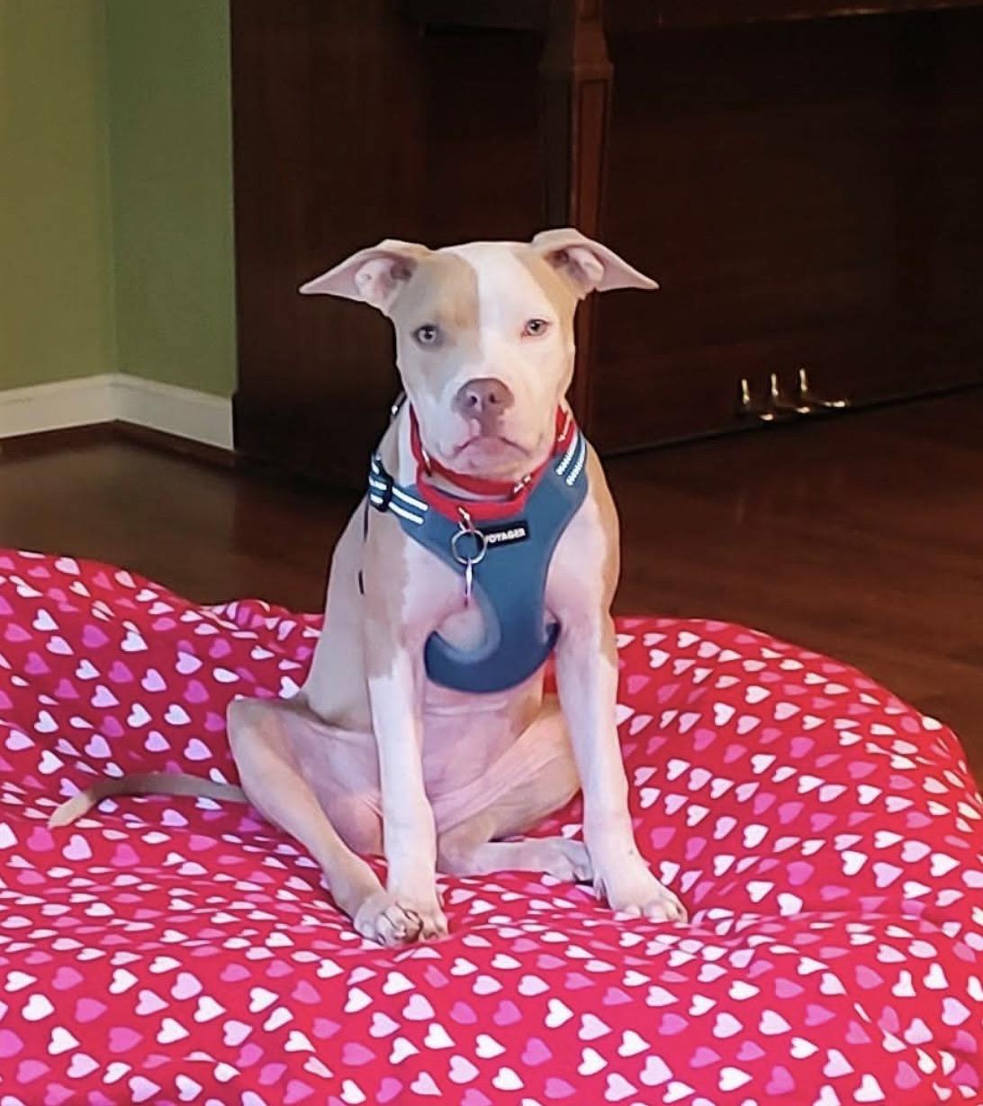 Enlarge Carly, a Adoptable mixed breed in Youngstown, OH image 6/6