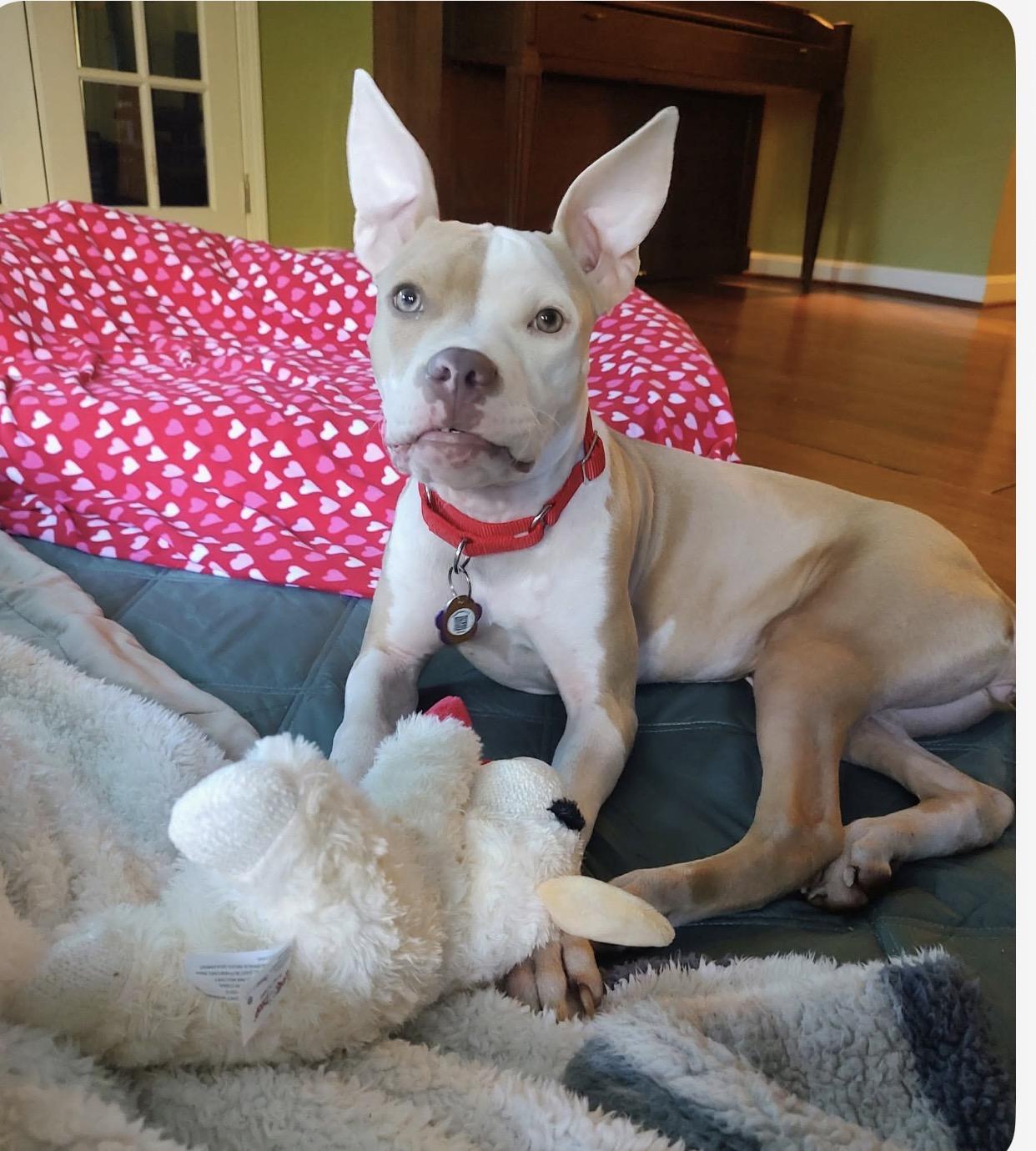 Enlarge Carly, a Adoptable mixed breed in Youngstown, OH image 1/6