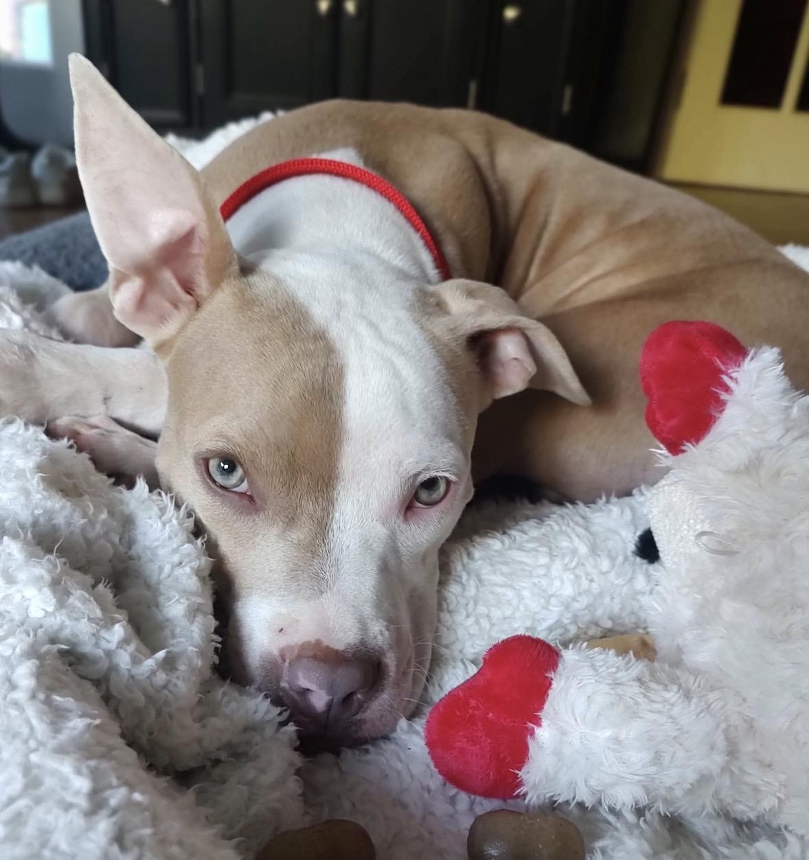 Enlarge Carly, a Adoptable mixed breed in Youngstown, OH image 5/6
