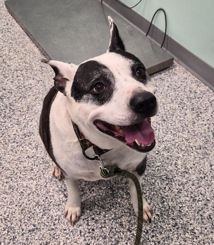 Flip, Adoptable, Senior Male Terrier.