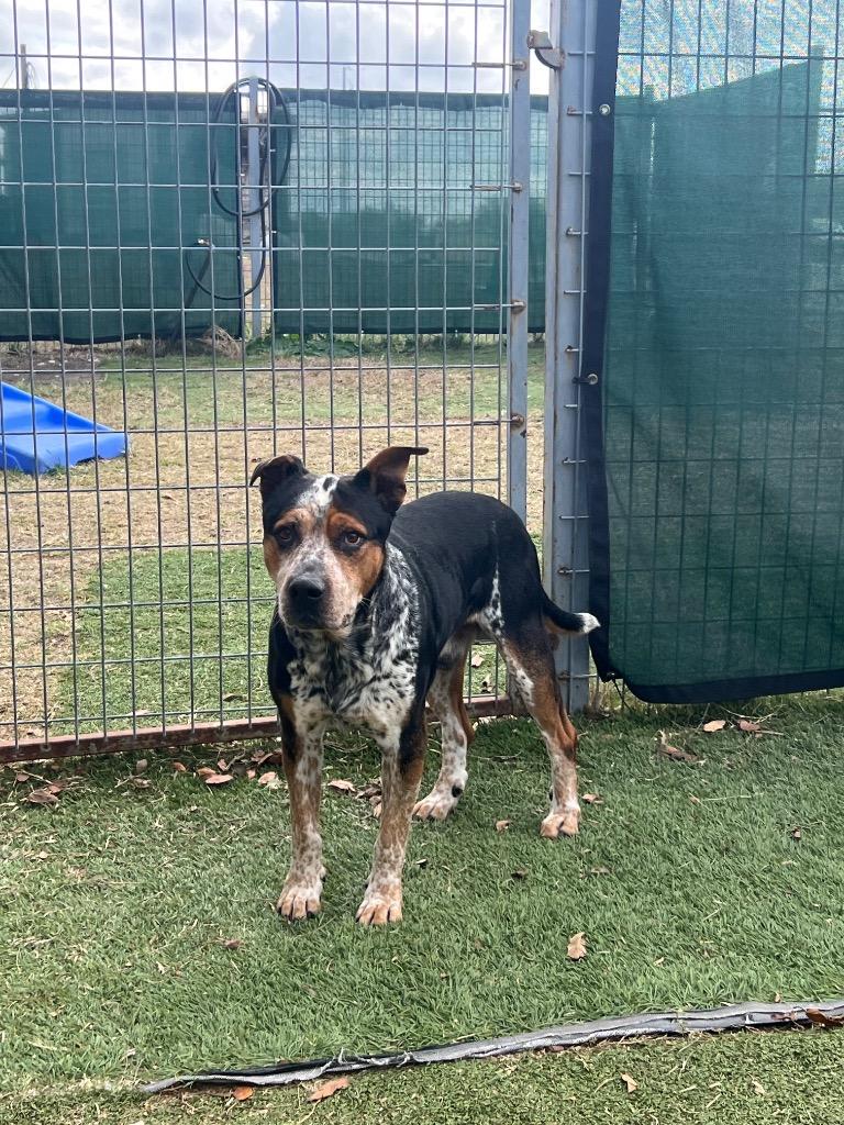 Clyde, Adoptable, Adult Male Shepherd.