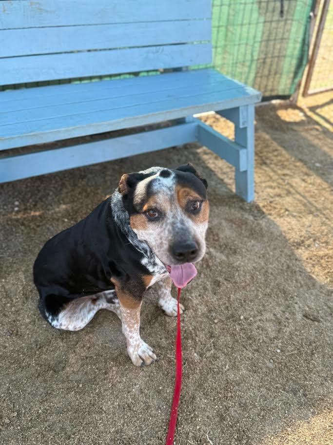 Enlarge Clyde, a Adoptable Shepherd in New Braunfels, TX image 2/4