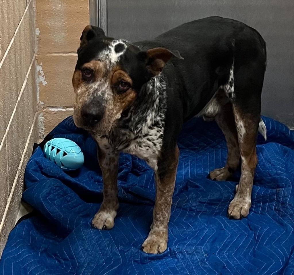 Enlarge Clyde, a Adoptable Shepherd in New Braunfels, TX image 1/1