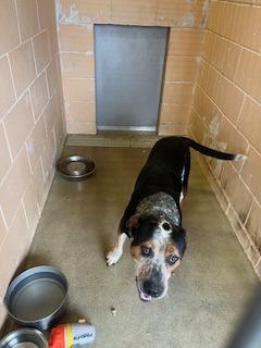 Enlarge Clyde, a Adoptable Shepherd in New Braunfels, TX image 4/4