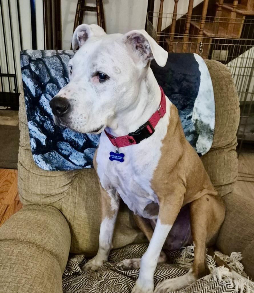 PJ, Adoptable, Senior Male Terrier.