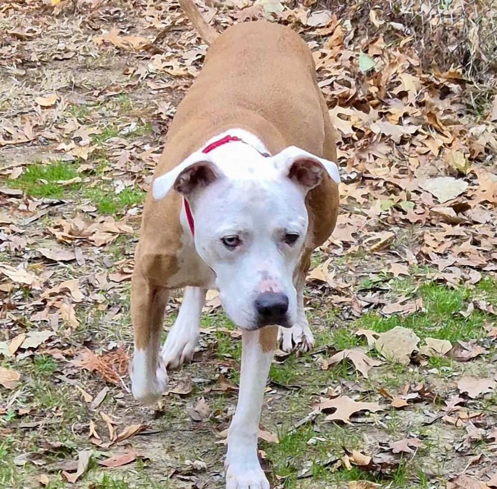 PJ, a Adoptable mixed breed image 3/4