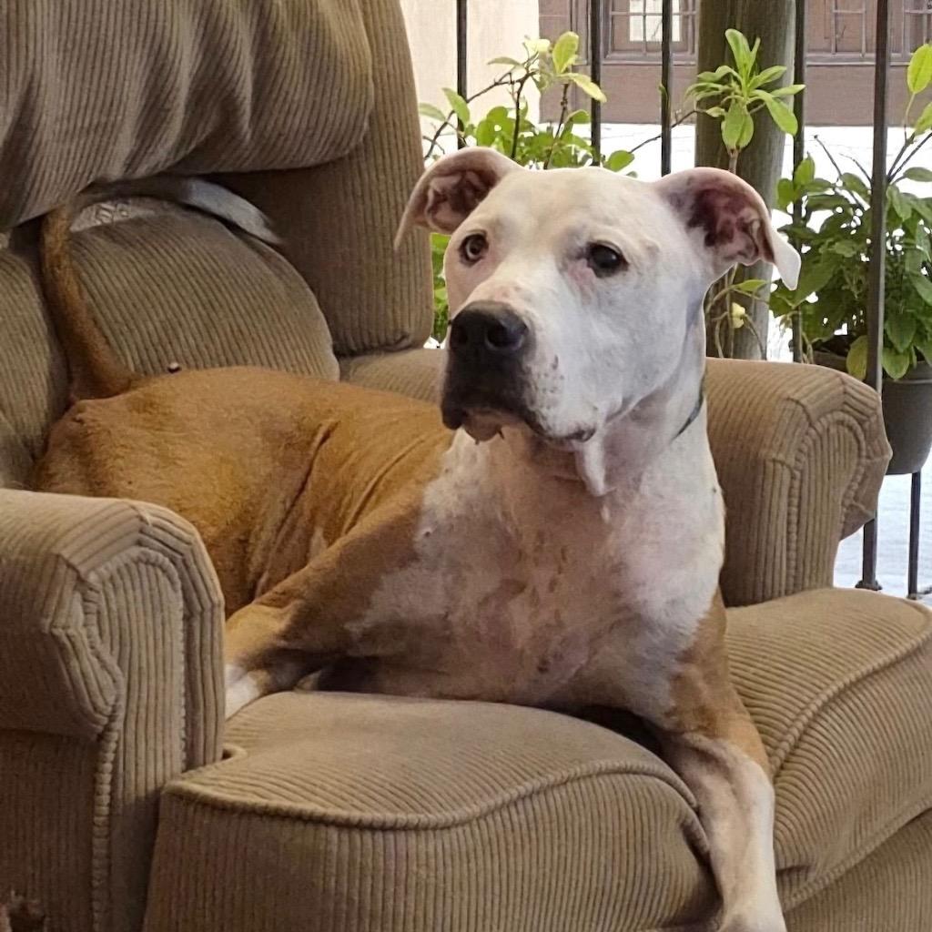 PJ, Adoptable, Senior Male Terrier.