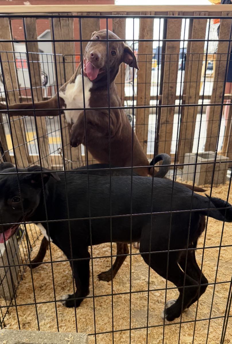 Enlarge Aloe, a Adoptable mixed breed in Arlington Heights, IL image 2/5