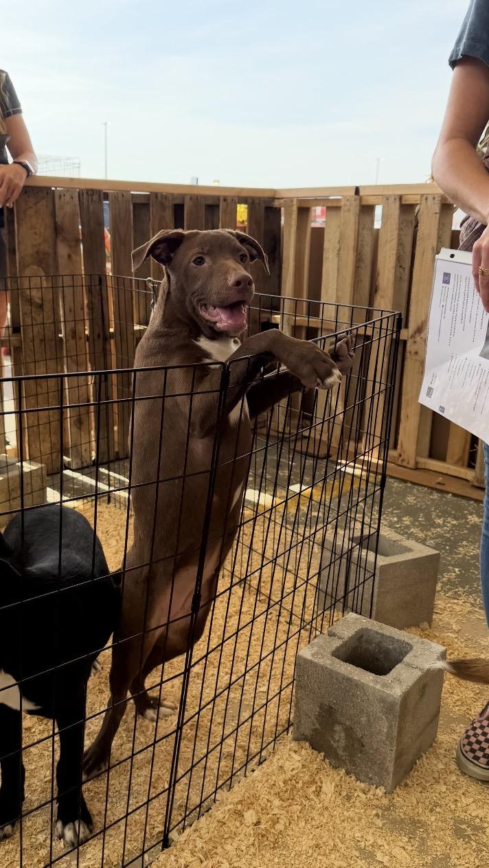 Aloe, Adoptable, Puppy Female Chocolate Labrador Retriever.