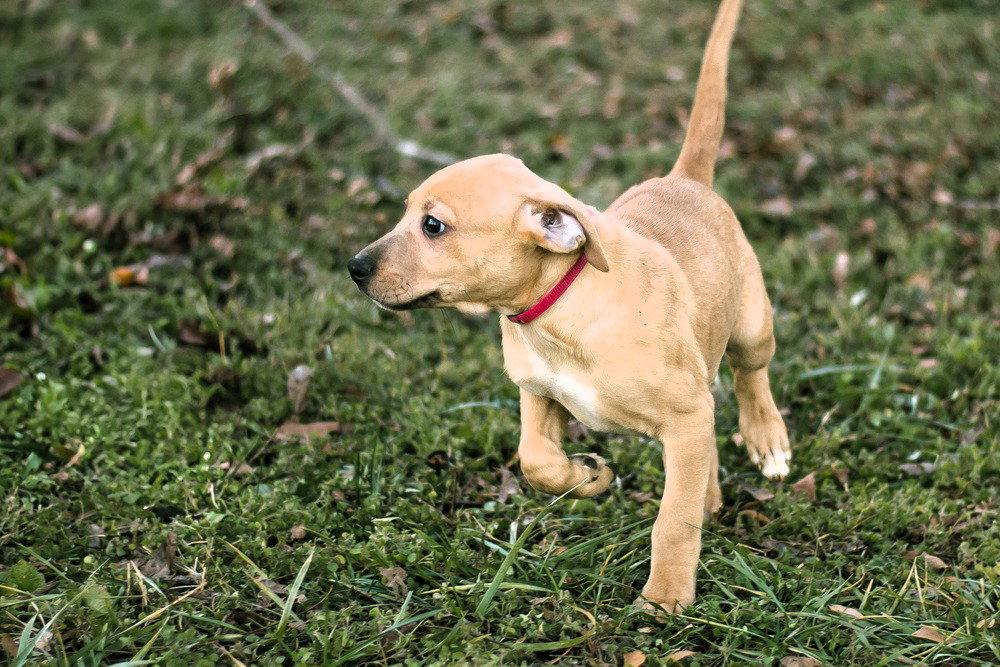 Tommey, Adoptable, Puppy Male Mixed Breed.