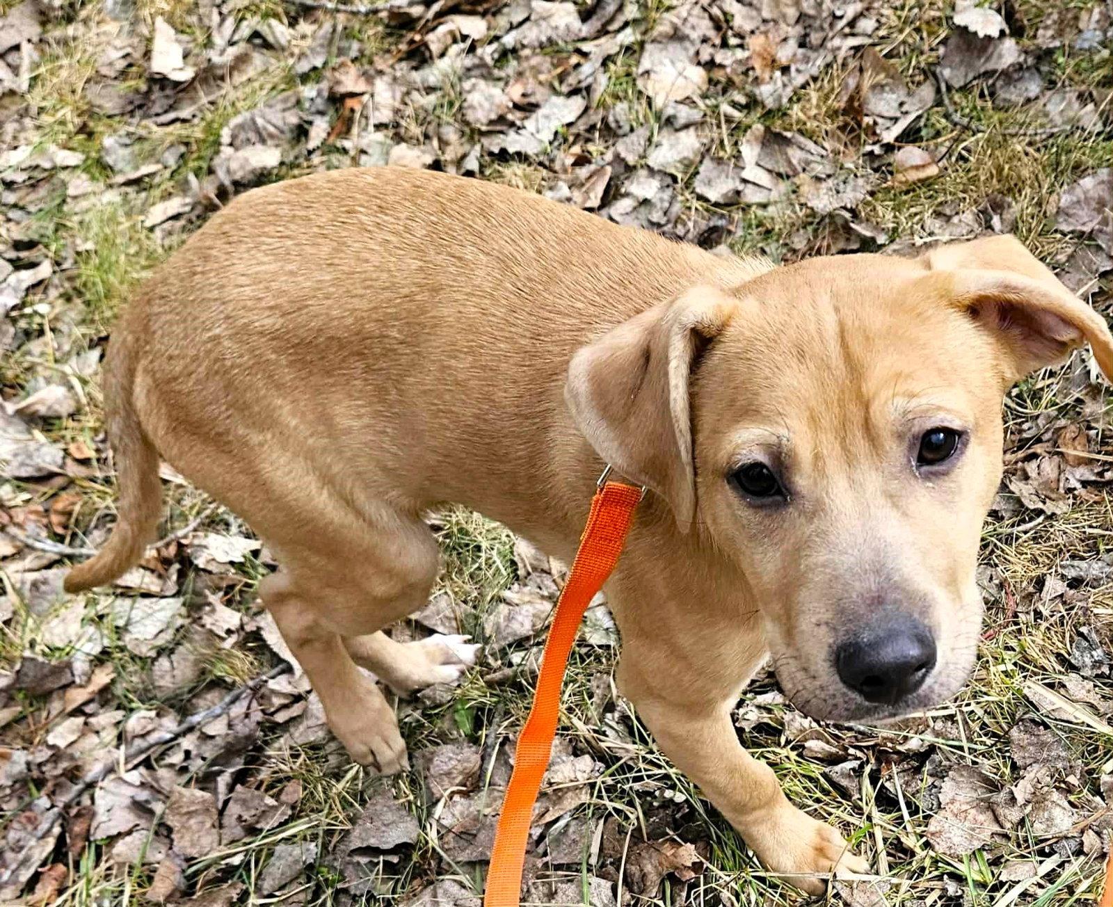 Enlarge Tommey, a Adoptable Mixed Breed in Shelburne, VT image 2/3