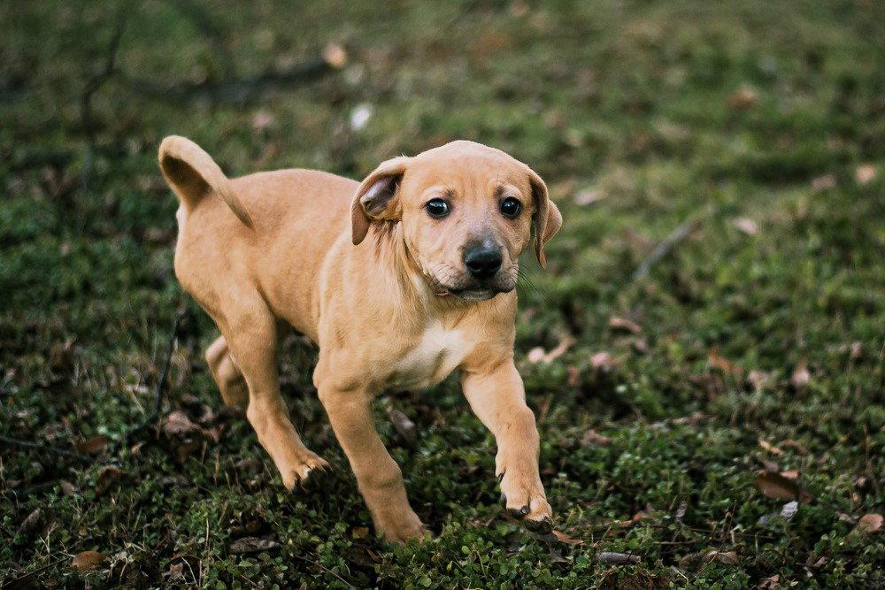 Enlarge Tommey, a Adoptable Mixed Breed in Shelburne, VT image 3/3