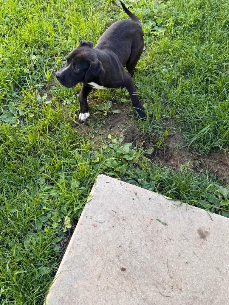 Oscar, Adoptable, Puppy Male Mixed Breed.