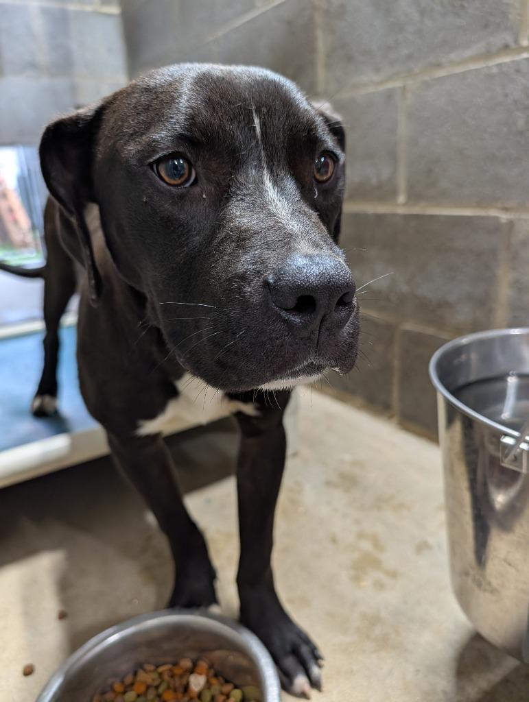 Oscar, a Adoptable mixed breed in Shelbyville, TN image 4/4