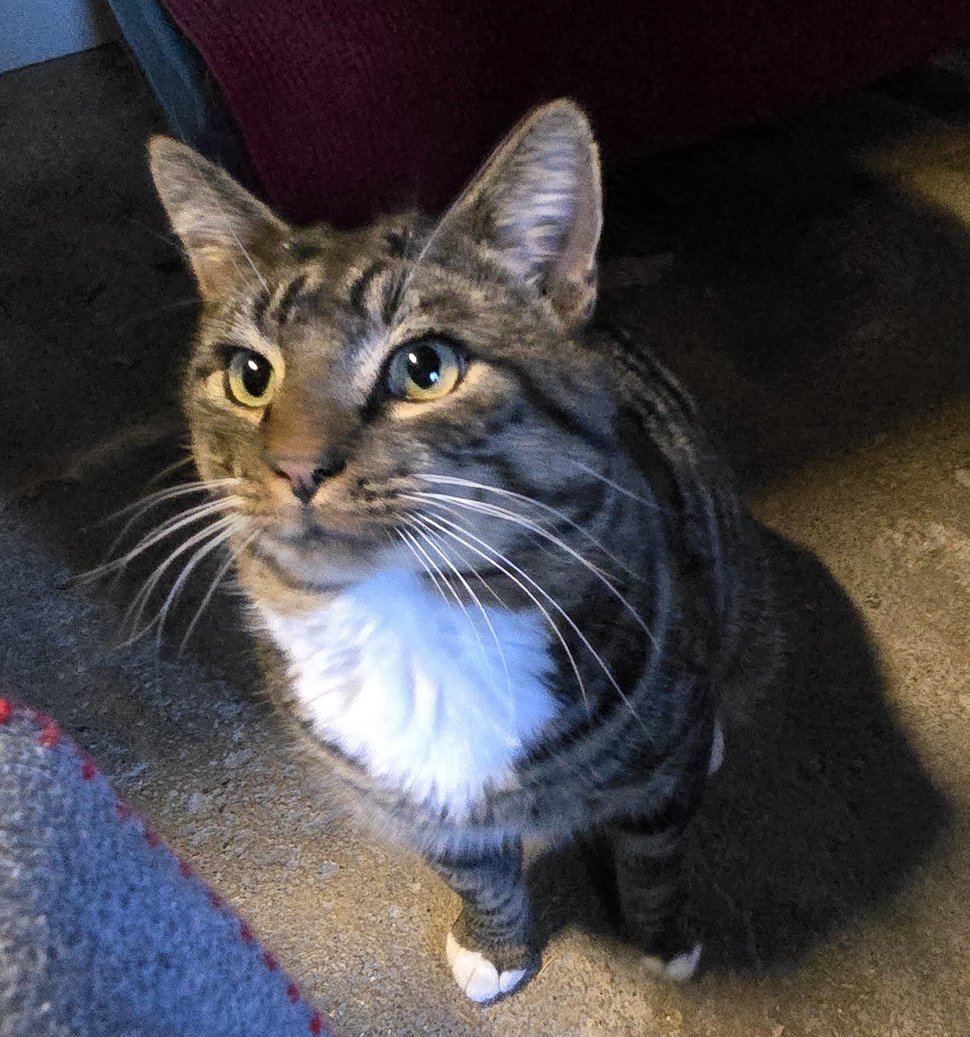 Frankie, adopted, Adult Male Domestic Short Hair.
