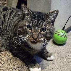 Enlarge Frankie, an adopted Domestic Short Hair in Belvidere, NJ image 2/3