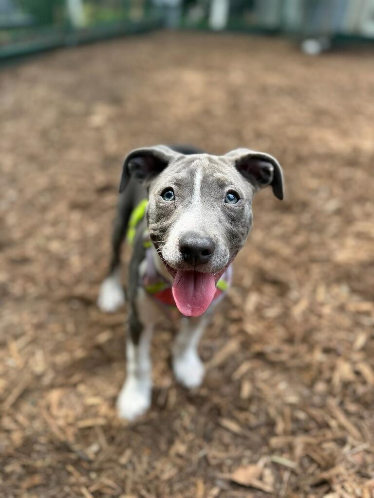 Enlarge Flower, a Adoptable mixed breed in Polson, MT image 3/4