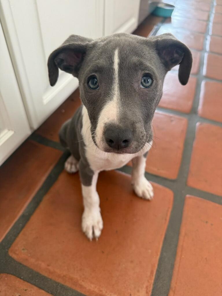 Enlarge Flower, a Adoptable mixed breed in Polson, MT image 1/4