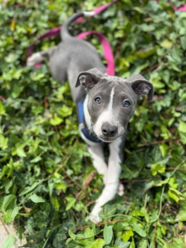 Enlarge Flower, a Adoptable mixed breed in Polson, MT image 2/4