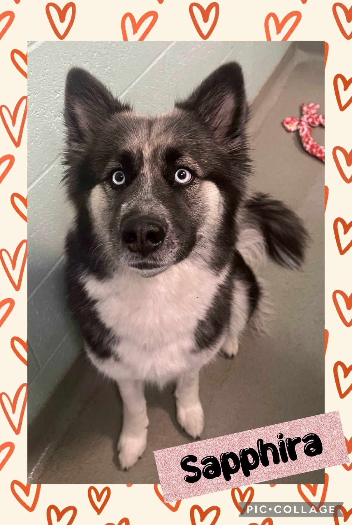 Sapphira, an adoptable Husky in Iron River, MI, 49935 | Photo Image 1