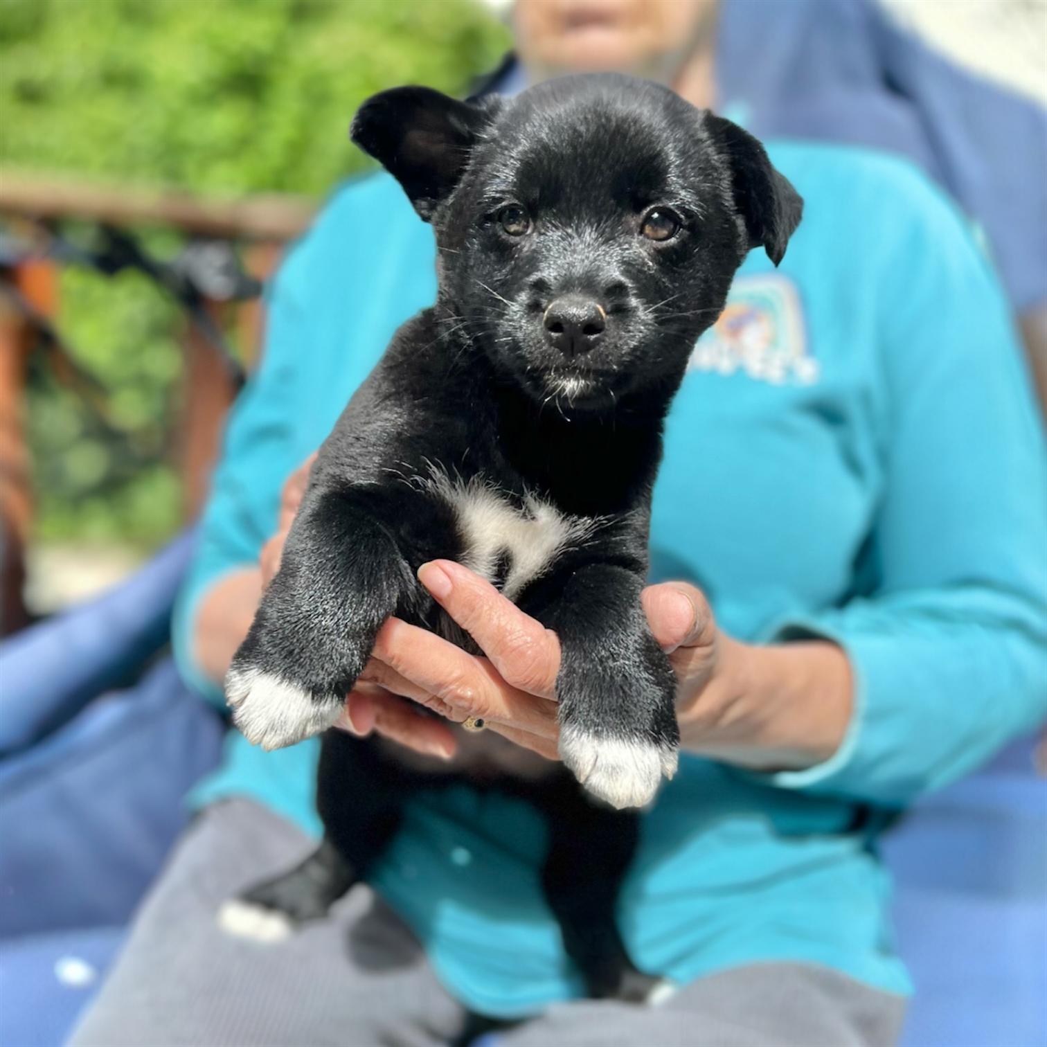 Enlarge Marsha, an adoptable mixed breed in Hillsborough, NJ image 1/1