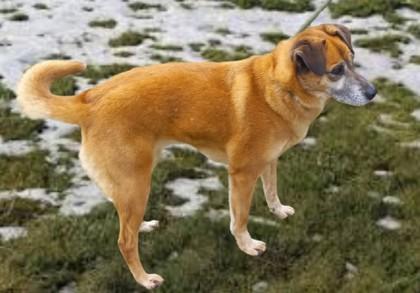 Fiona, Adoptable, Adult Female Mixed Breed & Mixed Breed.