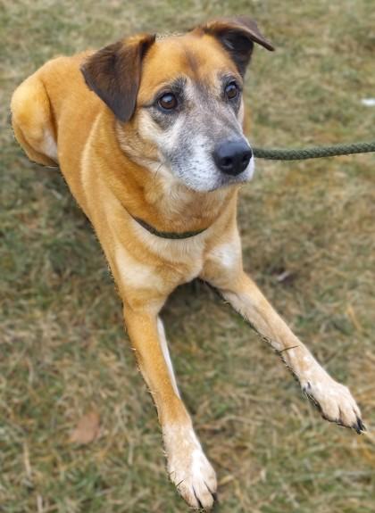 Enlarge Fiona, a Adoptable mixed breed in Baraboo, WI image 2/3