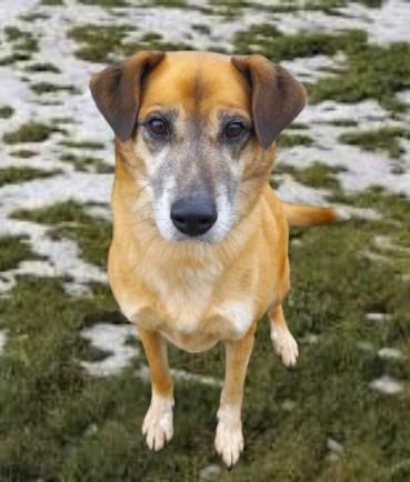 Enlarge Fiona, a Adoptable mixed breed in Baraboo, WI image 3/3