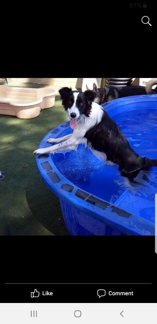 Winnie, Adopted, Young Female Border Collie.