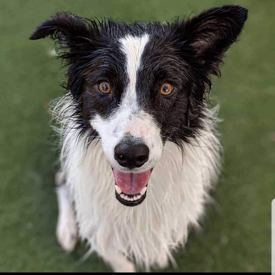 Winnie, a Adopted Border Collie in Bend, OR image 2/4