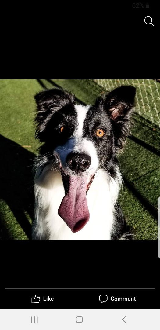 Winnie, a Adopted Border Collie in Bend, OR image 3/4