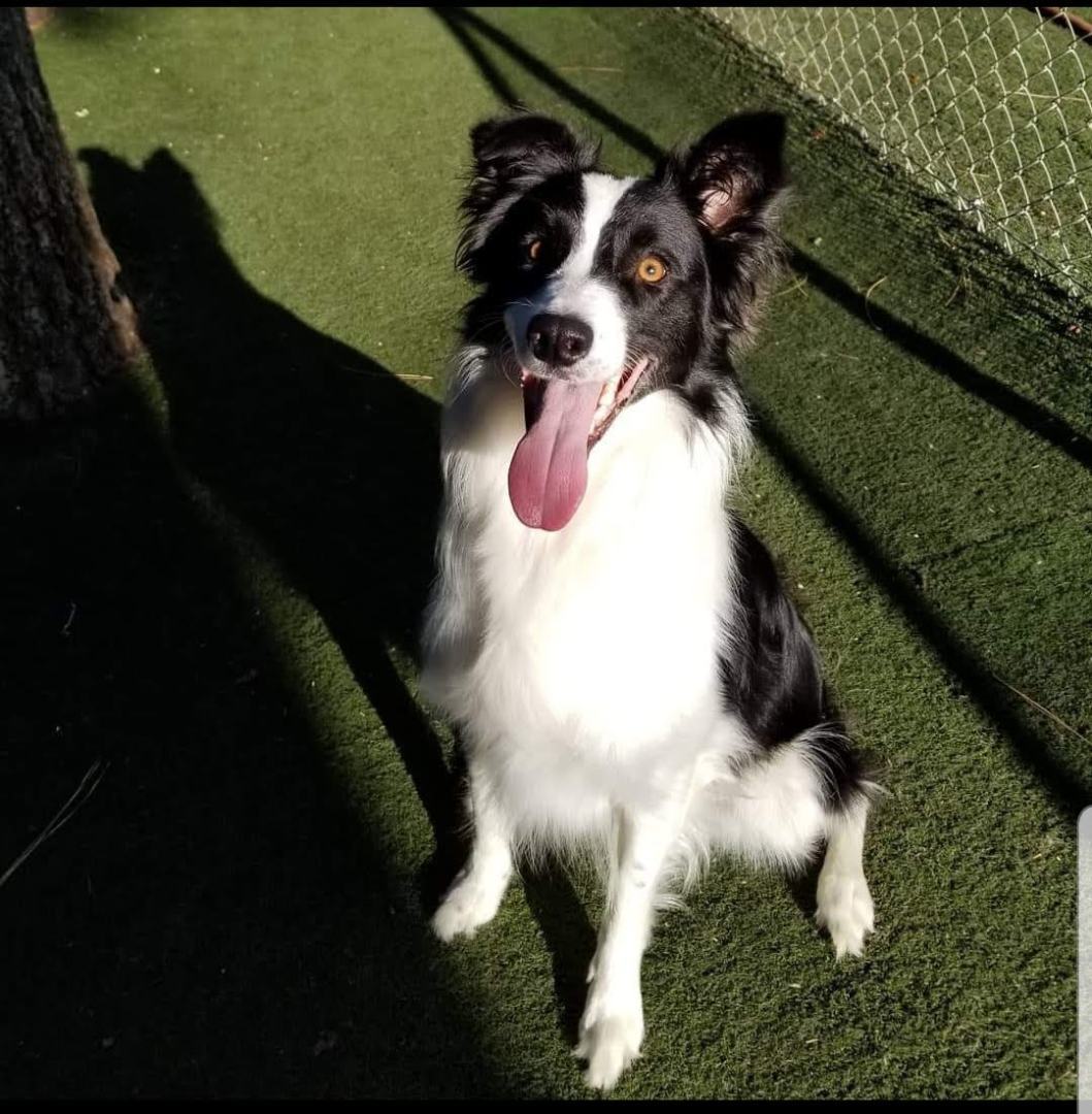 Winnie, a Adopted Border Collie in Bend, OR image 4/4