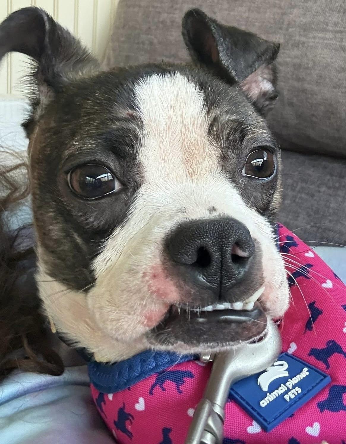 Enlarge Ookie, an adoptable Boston Terrier in Painesville, OH image 2/4