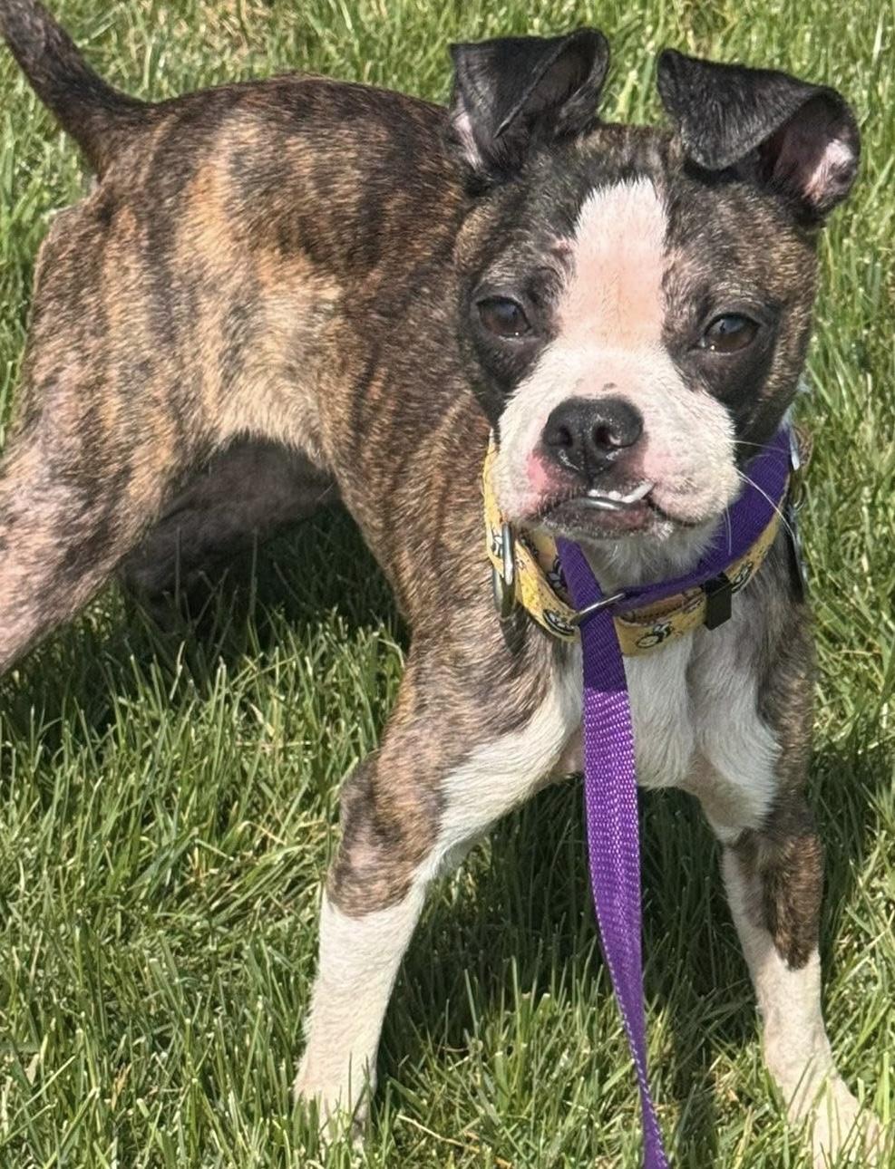 Enlarge Ookie, an adoptable Boston Terrier in Painesville, OH image 4/4
