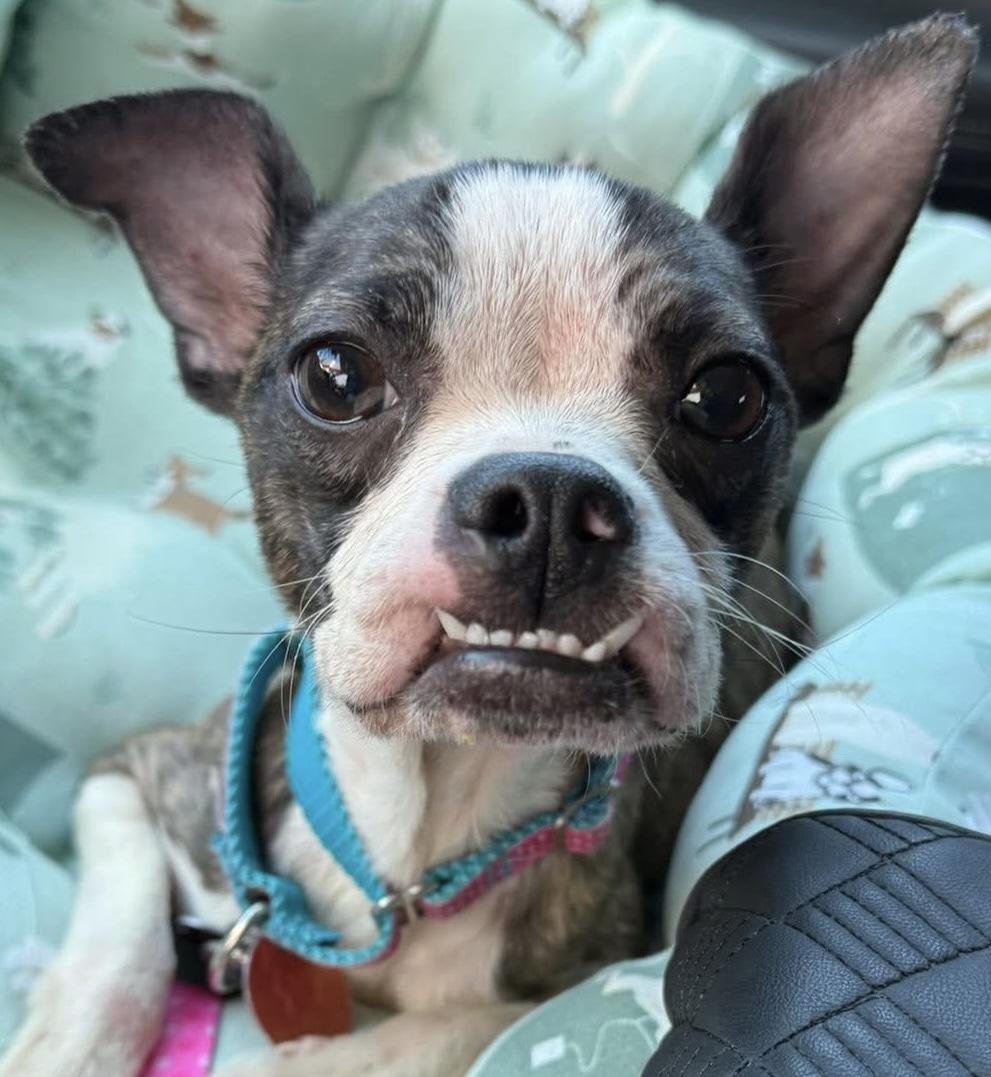 Ookie, adoptable, Young Female Boston Terrier.