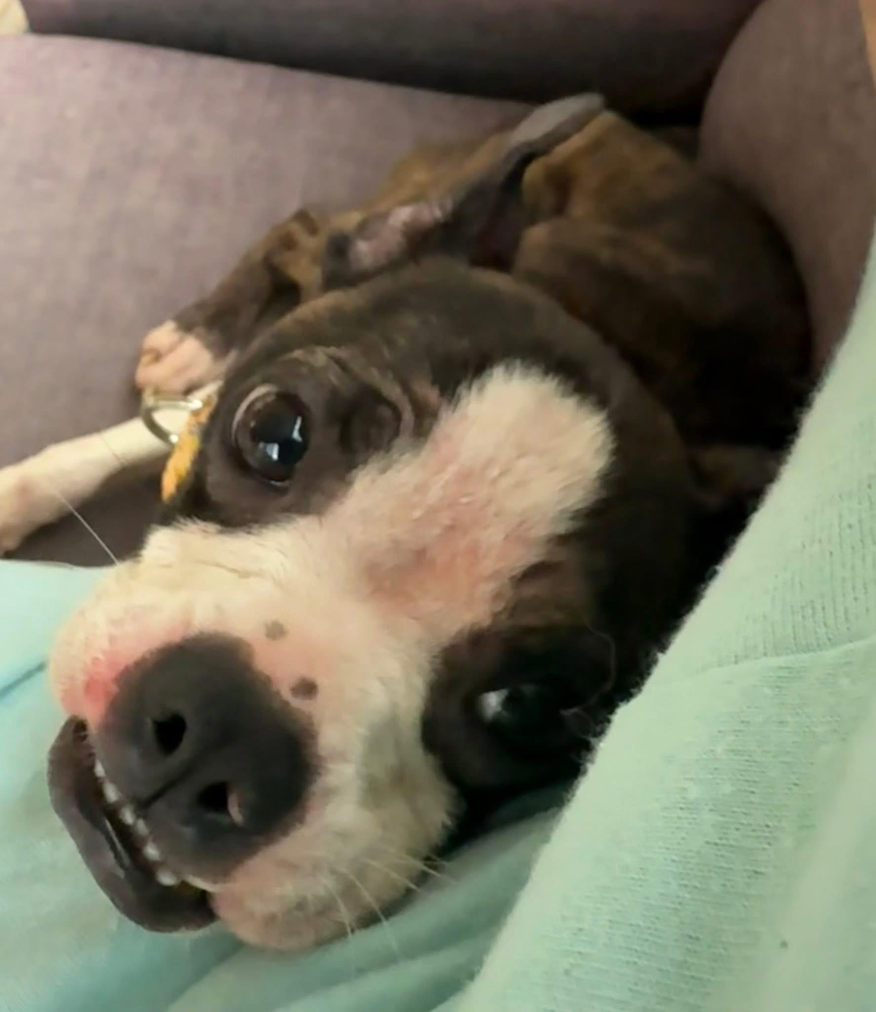 Enlarge Ookie, an adoptable Boston Terrier in Painesville, OH image 3/4