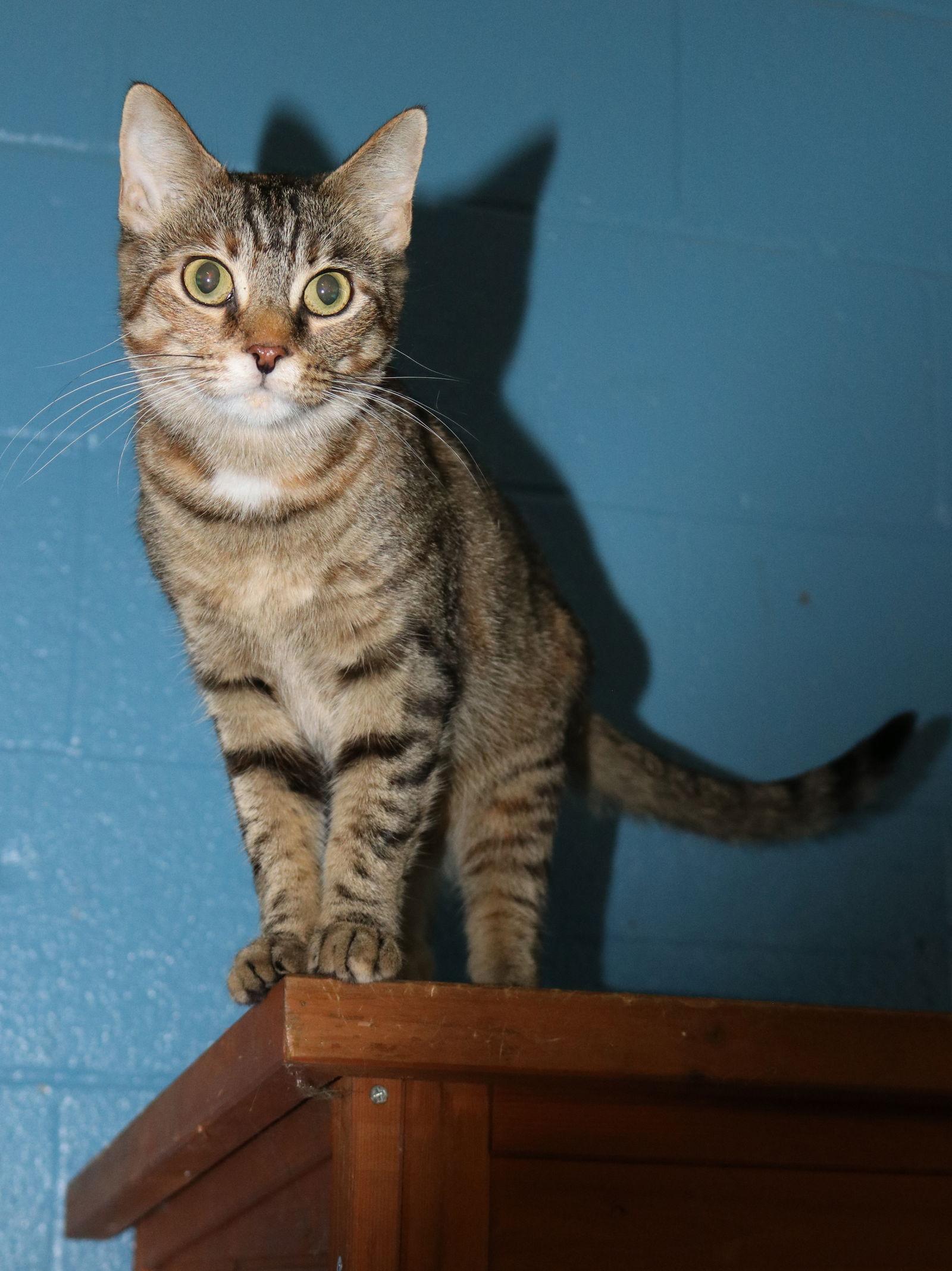 Enlarge Sassy, a Adoptable Domestic Short Hair in Boston, KY image 1/2