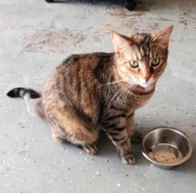 Enlarge Sassy, a Adoptable Domestic Short Hair in Boston, KY image 2/2