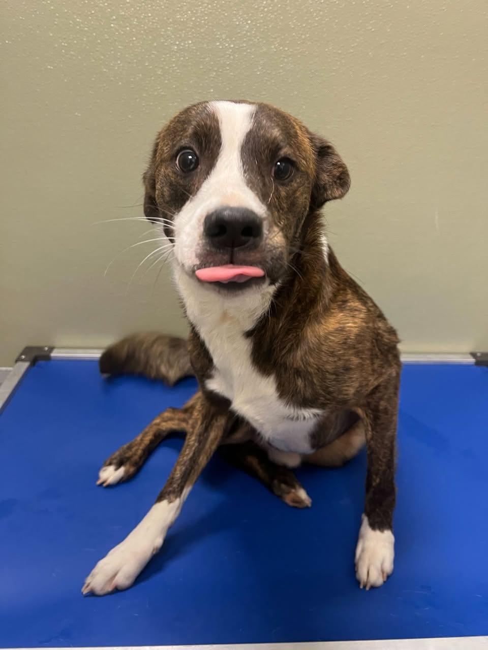 Rocky, adopted, Adult Male Mixed Breed.