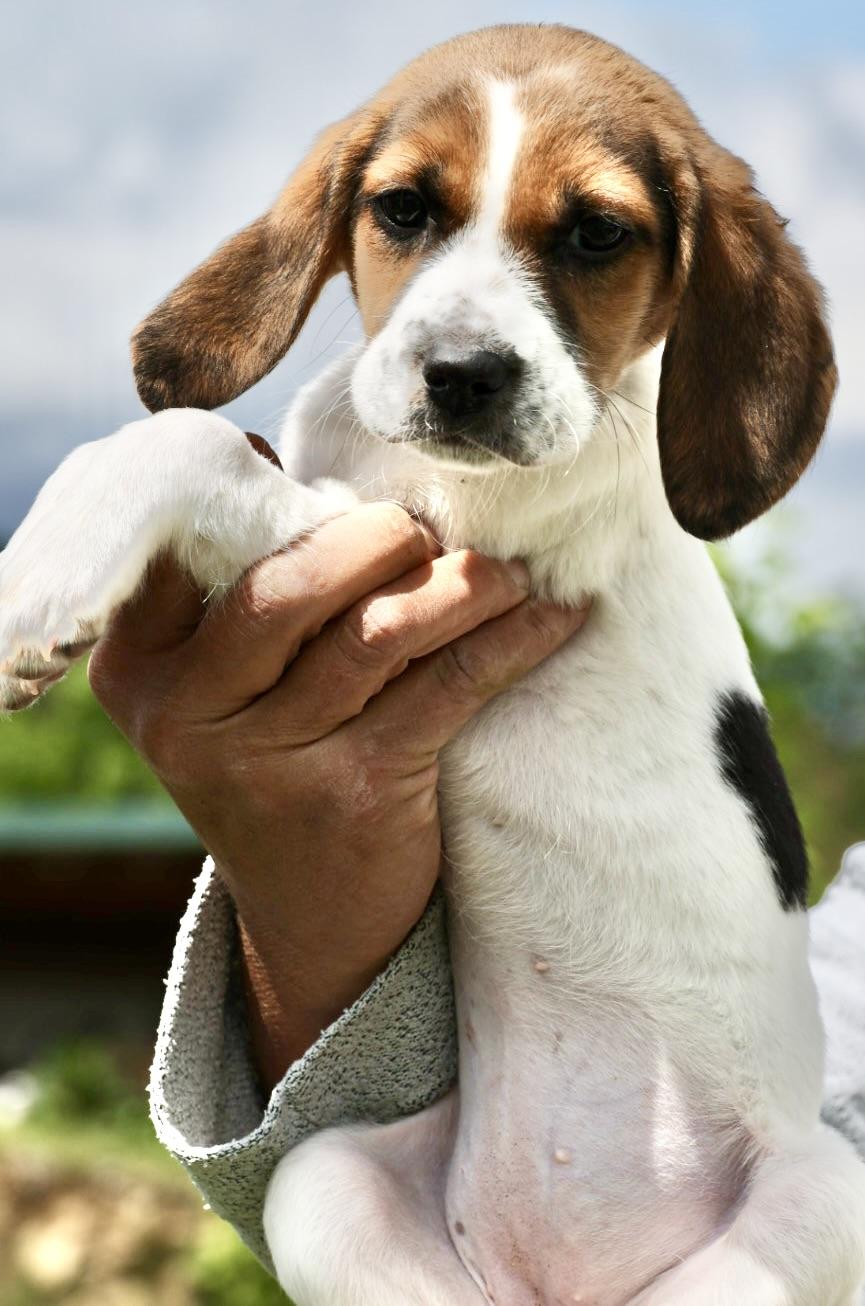 Ube-Available! www.LHAR.dog to Apply!, an adoptable mixed breed in Frederick, MD image 3/6