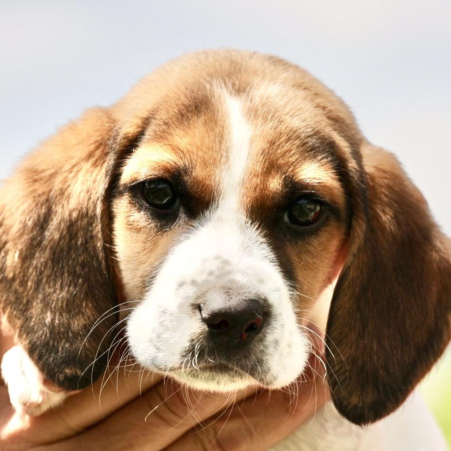 Ube-Available! www.LHAR.dog to Apply!, an adoptable mixed breed in Frederick, MD image 4/6