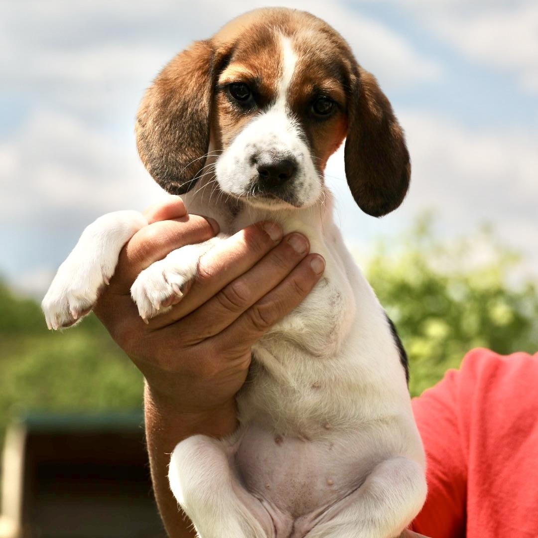 Ube-Available! www.LHAR.dog to Apply!, an adoptable mixed breed in Frederick, MD image 2/6