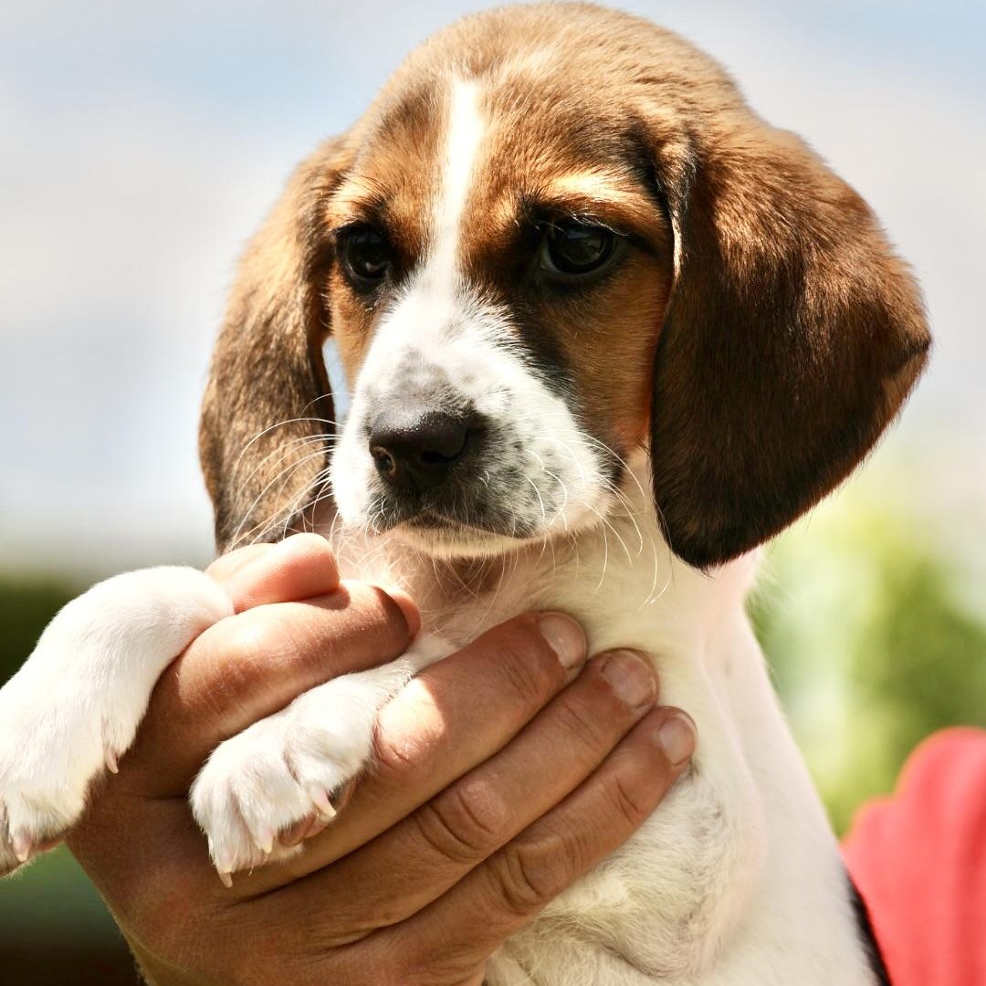 Ube-Available! www.LHAR.dog to Apply!, an adoptable mixed breed in Frederick, MD image 5/6