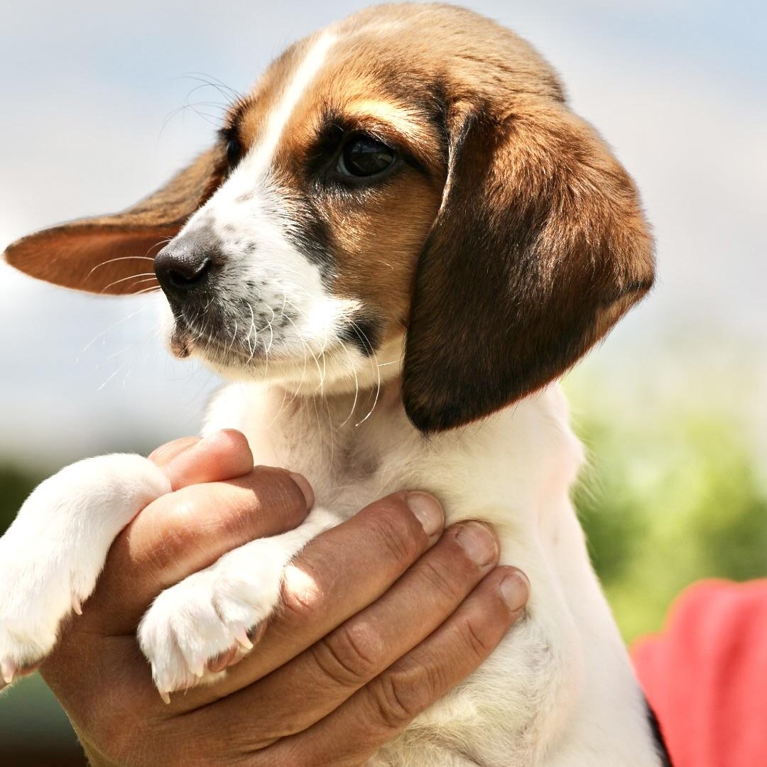 Ube-Available! www.LHAR.dog to Apply!, an adoptable mixed breed in Frederick, MD image 6/6
