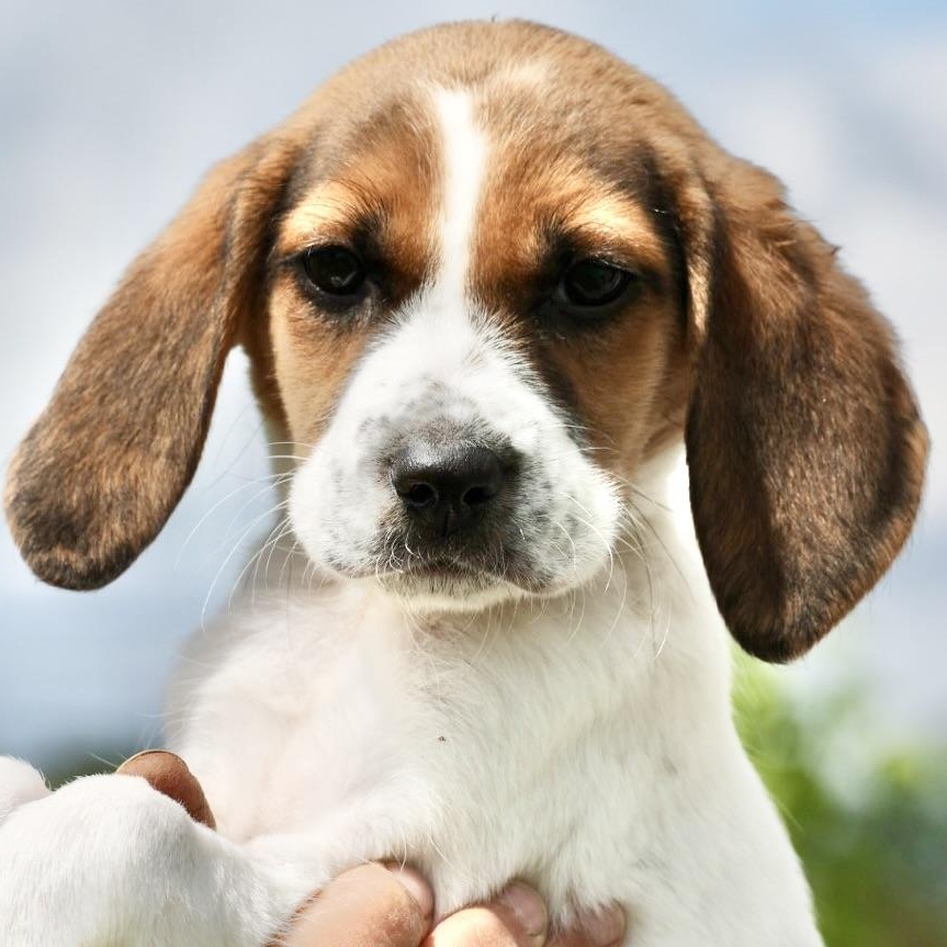 Ube-Available! www.LHAR.dog to Apply!, adoptable, Puppy Female Beagle & Treeing Walker Coonhound.