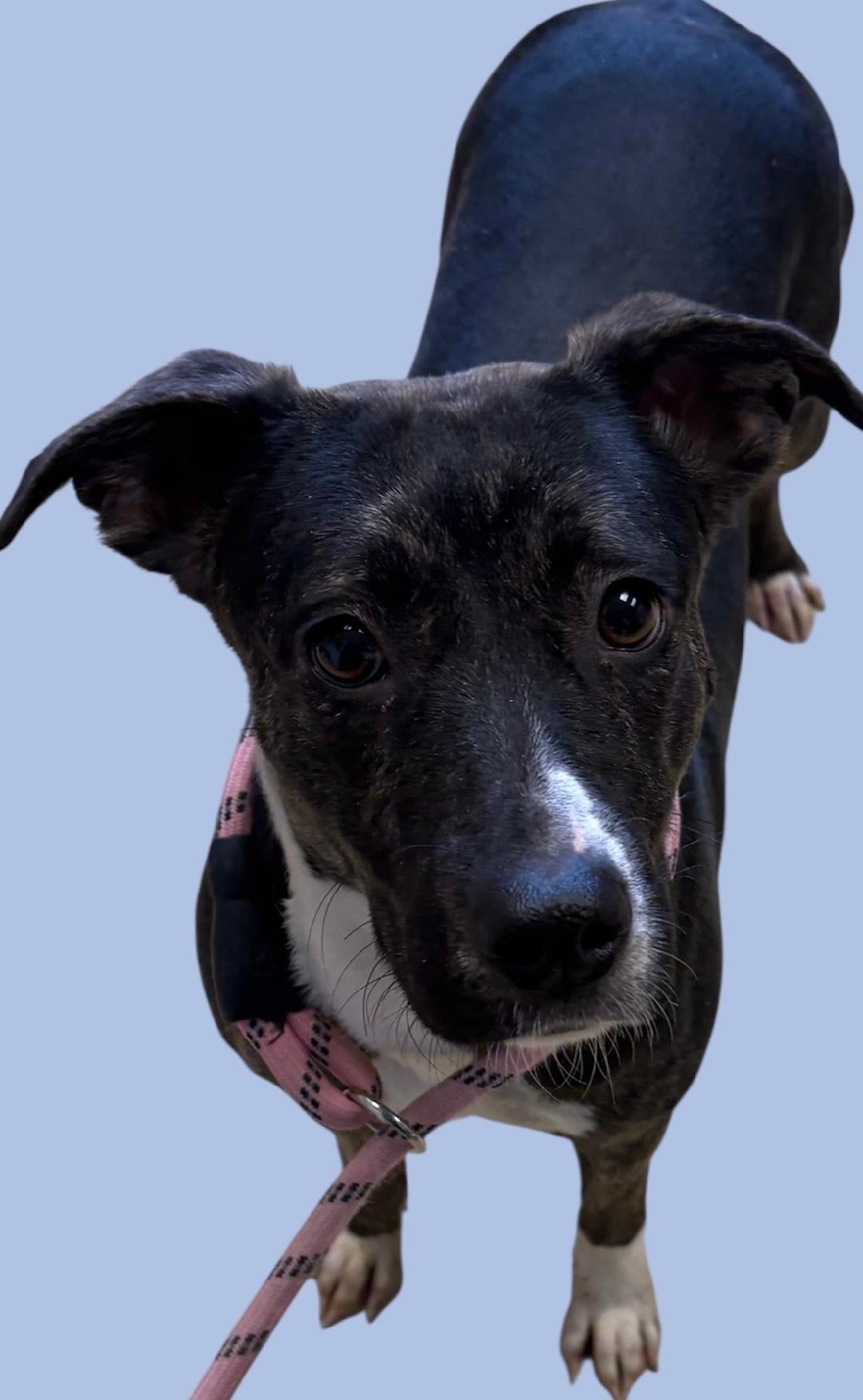 Rue, ADOPTABLE, Adult Female Terrier.