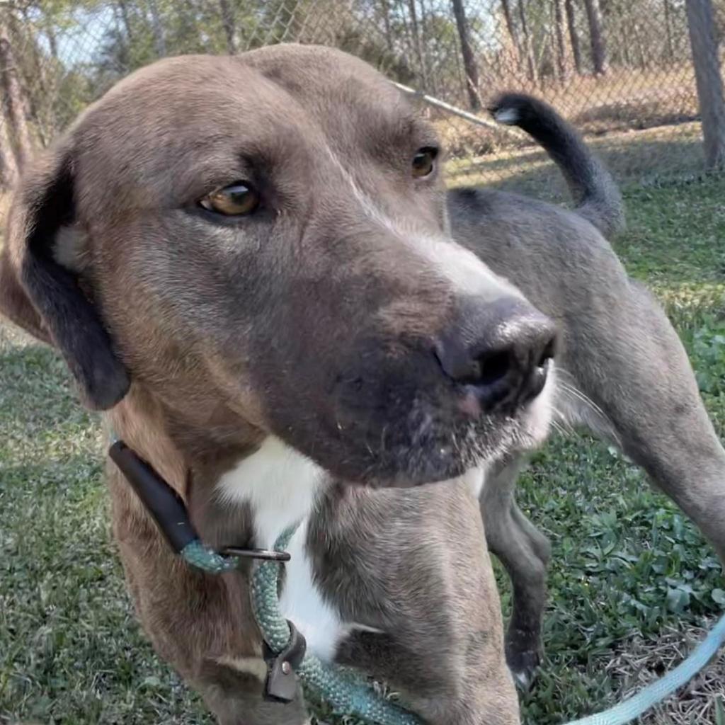 Liam, a Adoptable Mixed Breed in Jacksonville, FL image 1/5