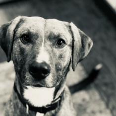 Liam, a Adoptable Mixed Breed in Jacksonville, FL image 2/5